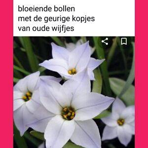 oude wijfjes foto 300x300 int