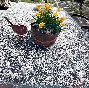 haagelslag 300x296 bewerkt