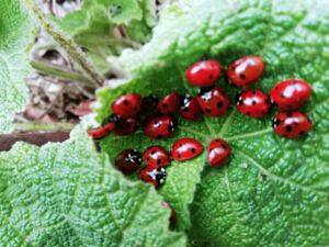 lieveheersbeestjes 300x225 int