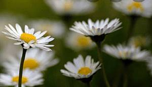 meizoentje 300x171 int