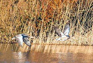 twee ganzen 300x206 bewerkt